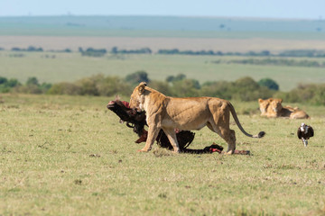 A lioness dragging carcass away from waiting vultures inside Masai Mara National Reserve during a wildlife safari