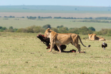 A lioness dragging carcass away from waiting vultures inside Masai Mara National Reserve during a...