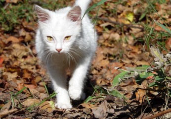 white kitten walks in the autumn garden