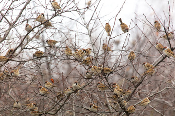 A flock of sparrows on the branches of a tree