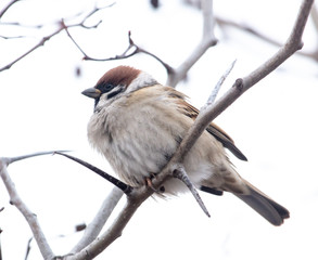 Sparrow on the branches of a tree