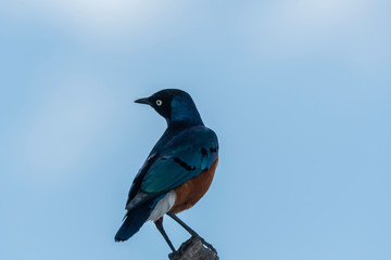 A superb starling sitting on the ground looking for insects inside Masai Mara National Reserve during a wildlife safari