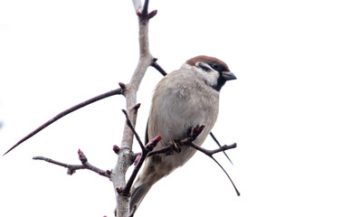 Sparrow on the branches of a tree