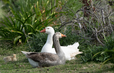goose family