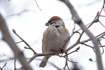 Sparrow on the branches of a tree