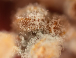 Mold on pomegranate fruit