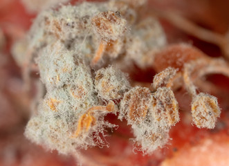 Mold on pomegranate fruit