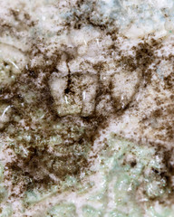 Mold on the wallpaper on the wall in the room