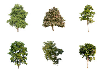 Trees, collection Isolated on white background.