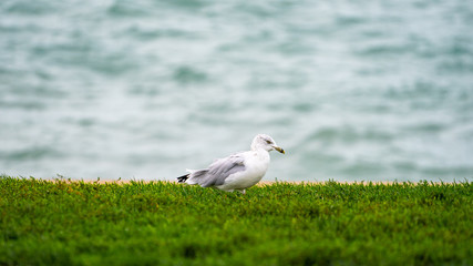 The Bird standing near the river around Adler Planearium in the evening , Chicago , Illinois , United States of America
