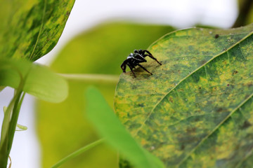 Black spider moving on leaf