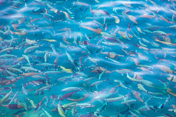 Fish in the blue water of the sea as a background