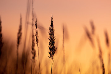 Obraz premium Silhouettes of dry grass on a sunset background