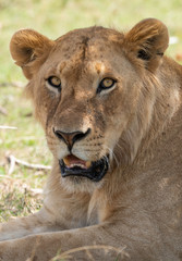 A closeup of lioness face relaxing in the plains of Africa inside Masai Mara National Reserve during a wildlife safari