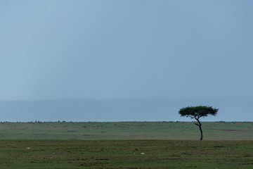 A lone acacia tree in the plains of Africa with a beautiful stormy light in the background inside...