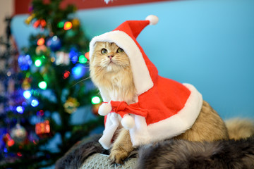 Cute British Longhair cat  indoor