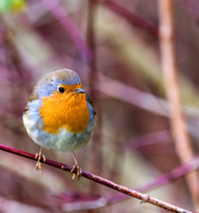 single robin sitting on a branch