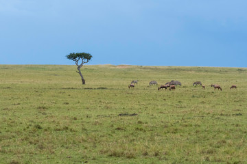 Topis and Zebras grazing next to a lone acacia tree in the plains of Africa with a beautiful stormy light in the background inside Masai Mara National Reserve during a wildlife safari