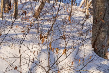 Towada Hachimantai National Park in winter