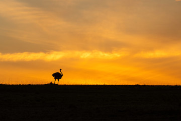 Naklejka na ściany i meble A male ostrich feeding in the plains of Africa with a beautiful glow of rising sun in the background inside Masai Mara National Reserve during a wildlife safari