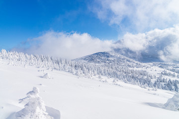 Fototapeta na wymiar Towada Hachimantai National Park in winter