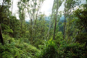 Tropical forest with eucalyptus trees in mountians