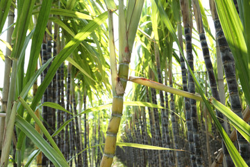 Sugarcane plants growing at field