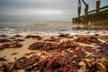Selective focus on piles of seaweed on the sandy beach on the North Norfolk coast on a dull and...