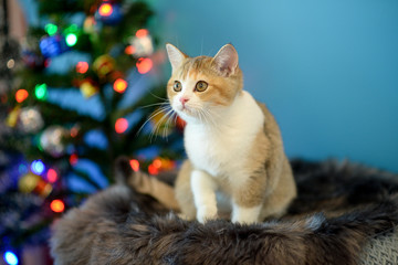 Cute British Longhair cat  indoor