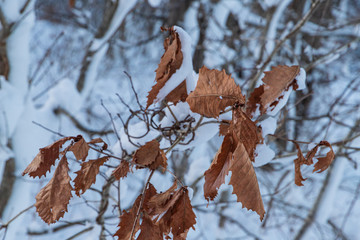 Towada Hachimantai National Park in winter