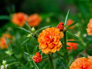 Close up Portulaca flower.