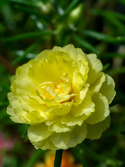 Close up Portulaca flower.