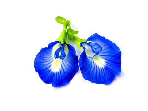 Blue Pea Flower Or Butterfly Pea Flower