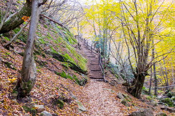 autumn in forest and wooden stairs