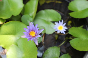 Beautiful water lily flower in the pond.