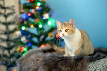 Cute British Longhair cat  indoor