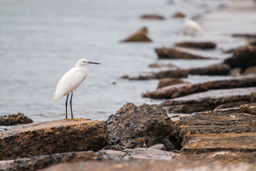 Pelicans have overall characteristics, namely water birds that are both small, medium and large, have a neck and long legs. Often found to walk and surf for food or stand still on clumps of grass or a