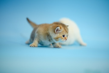 Cute British Longhair cat  indoor