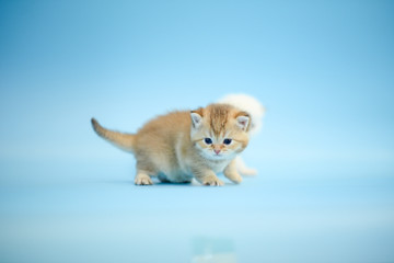 Cute British Longhair cat  indoor