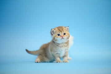 Cute British Longhair cat  indoor