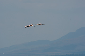 Flamingos in Lake Manyara, Tanzania