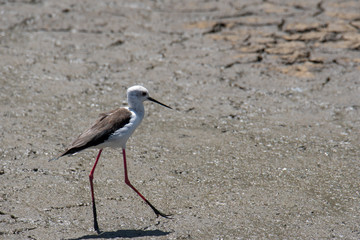 Black-winged Stilt (Himantopus himantopus) hunting for food in the lake Manyara, Tanzania