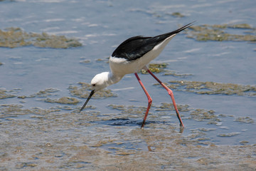 Black-winged Stilt (Himantopus himantopus) hunting for food in the lake Manyara, Tanzania