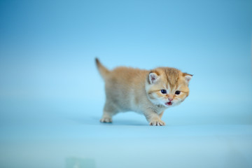 Cute British Longhair cat  indoor
