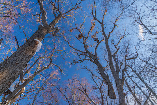 Towada Hachimantai National Park In Winter