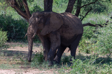 Elephant in Lake Manyara National Park