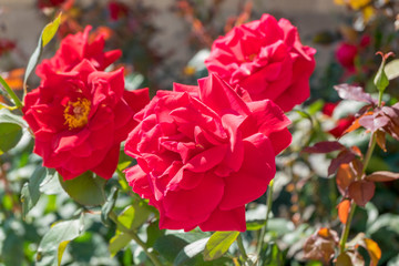 red flowers in the garden