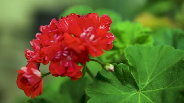 RED GERANIUM SMOOTH 