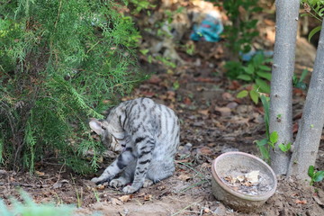 Fototapeta premium A kitten - Siberian cat hunting in garden