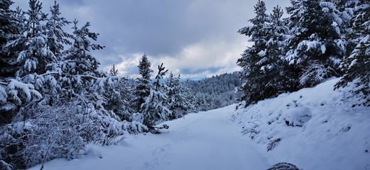trees in snow